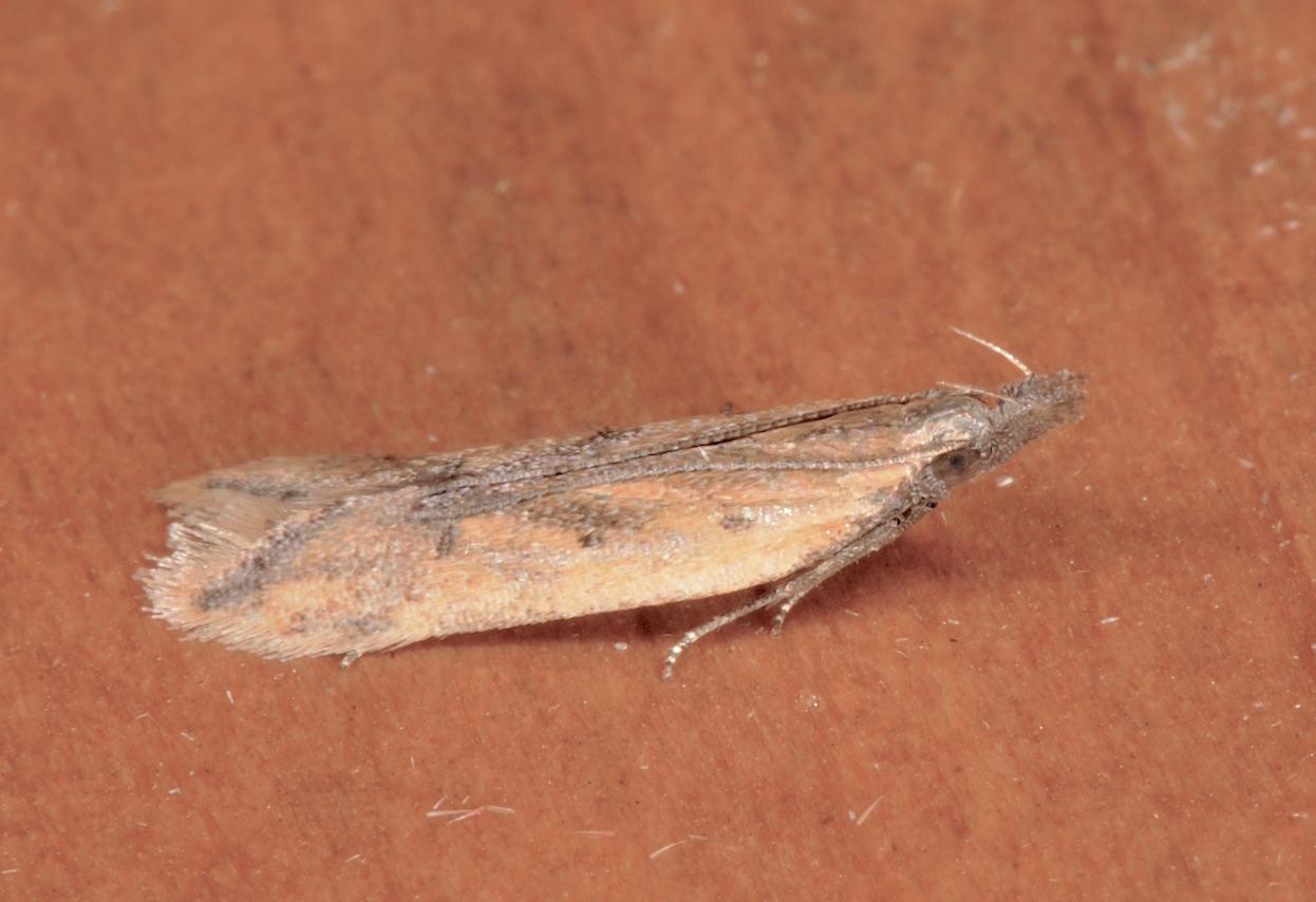 Gelechiidae: Dichomeris  cfr acuminatus